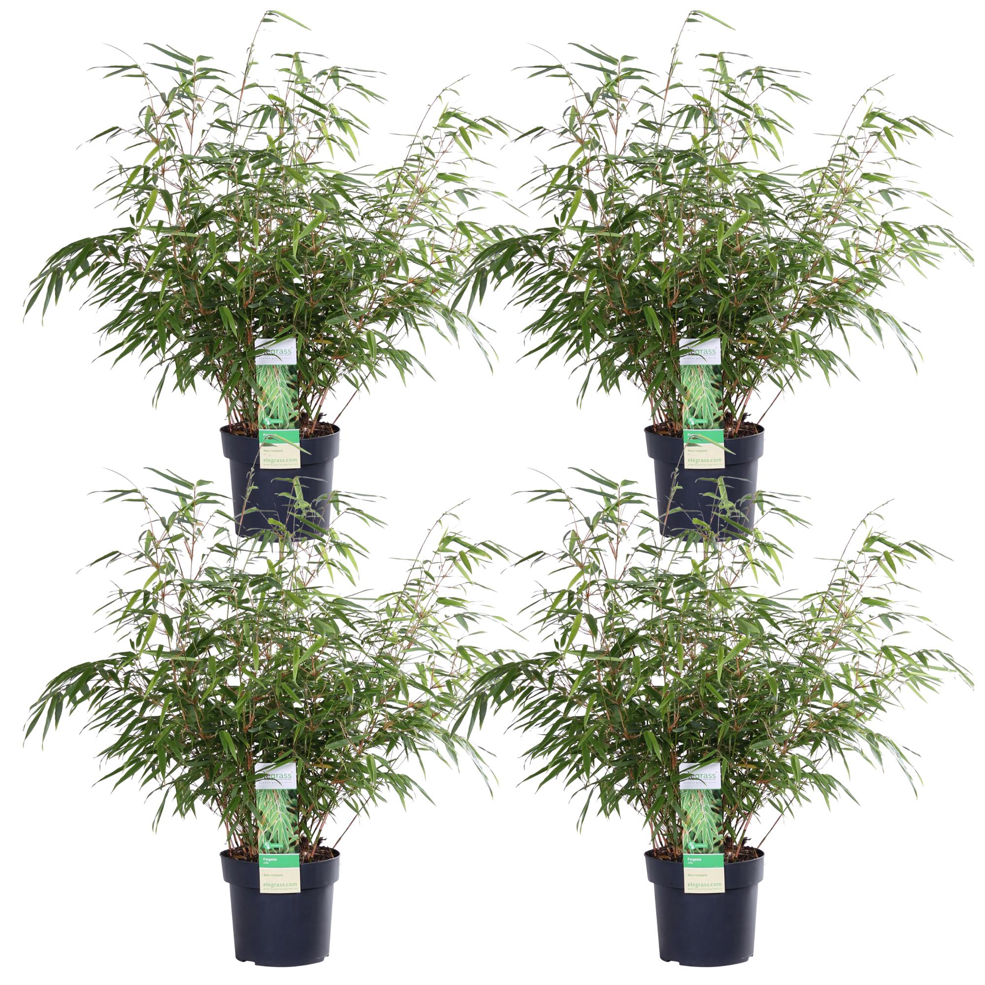 Fargesia rufa – clump-forming garden bamboo in various heights