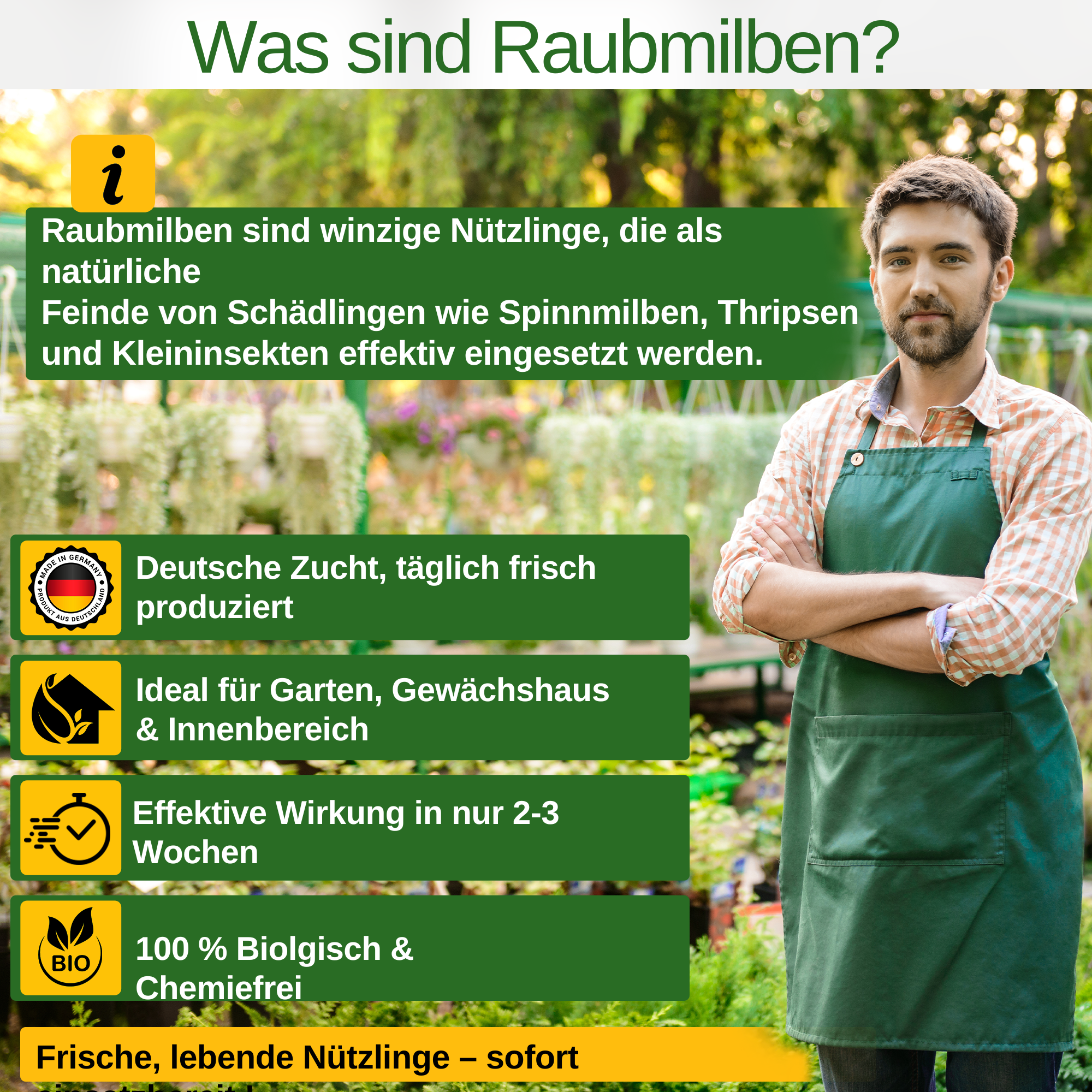 Turbo Raubmilben gegen Thripse, Spinnmilben & Weiße Fliegen - Green Guardia - Ihr Experte für Schädlinge und Pflanzen