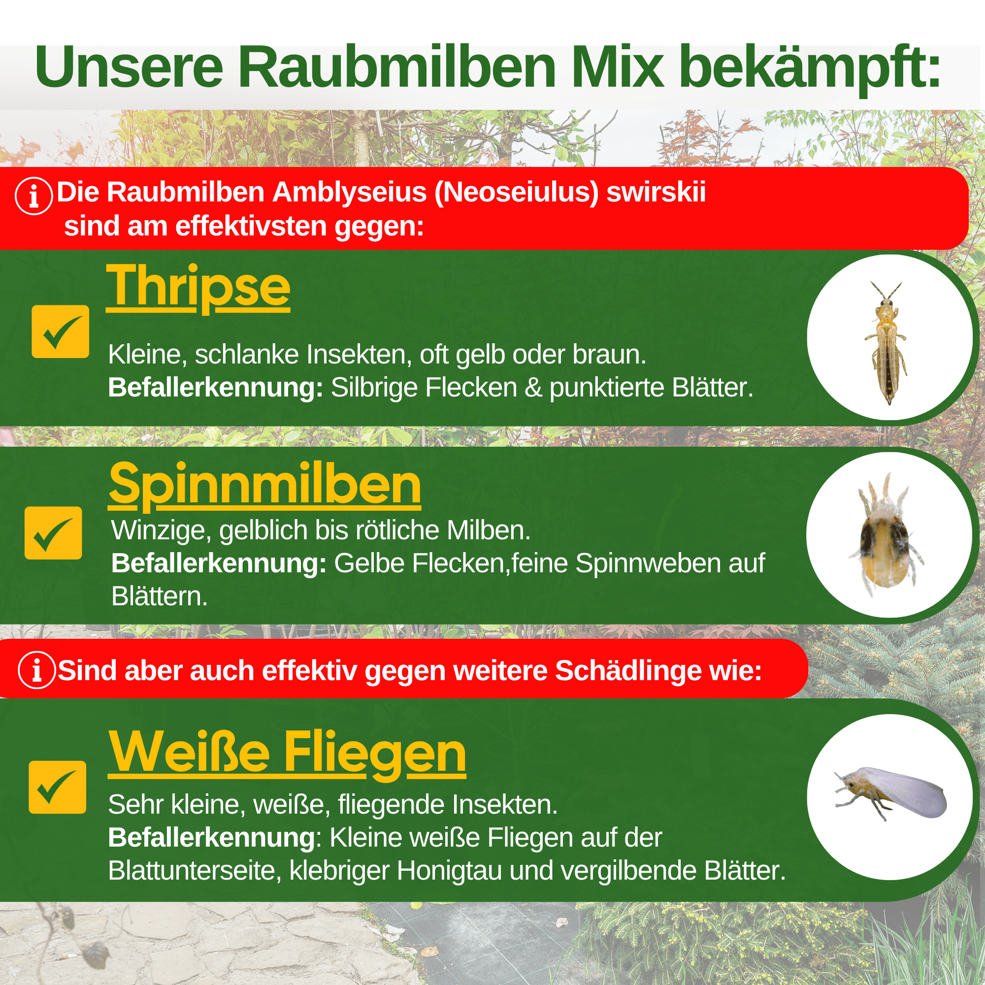 Turbo Raubmilben gegen Thripse, Spinnmilben & Weiße Fliegen - Green Guardia - Ihr Experte für Schädlinge und Pflanzen