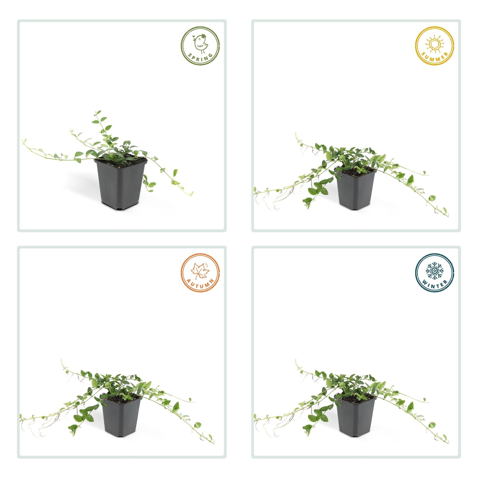 Vinca minor ‘Alba’ – weiß blühende Bodendeckerpflanze, 9 cm Topf, 10–25 cm Höhe - Green Guardia - Ihr Experte für Schädlinge und Pflanzen