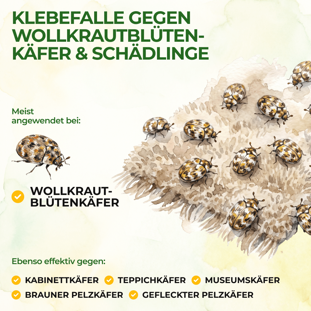 Wollkrautblütenkäfer Falle - Green Guardia - Ihr Experte für Schädlinge und Pflanzen